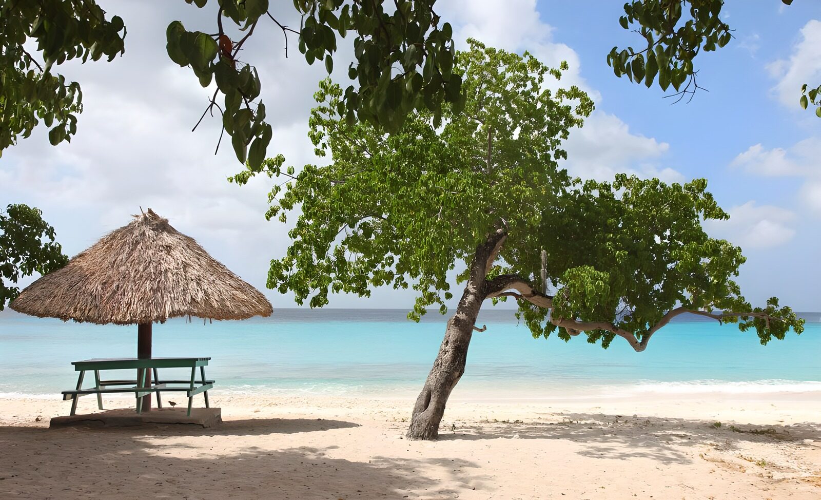 TPFR66584: Arbre et parasol en feuilles de palmier en bordure de la mer des Caraïbes version 1