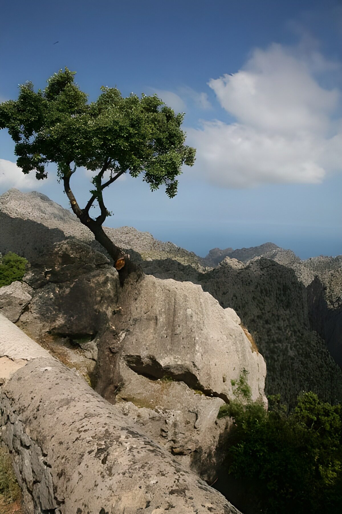 Arbre suspendu à des roches