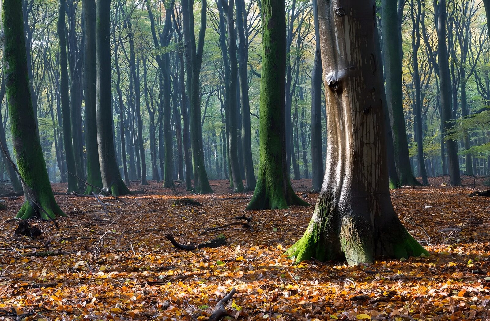 TPFR94683: Forêt tranquille au crépuscule