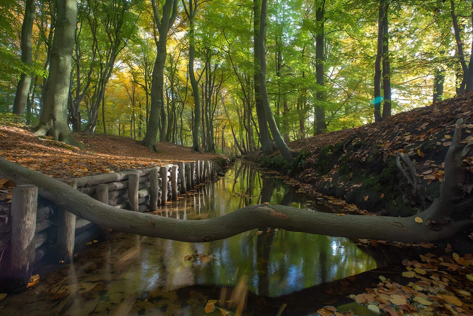 TPFR39443: Forêt paisible au bord de l'eau