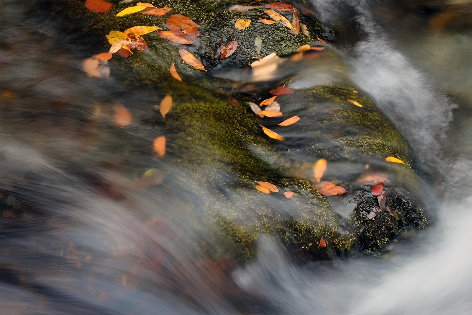 TPFR21757: Feuilles d'automne sur l'eau claire