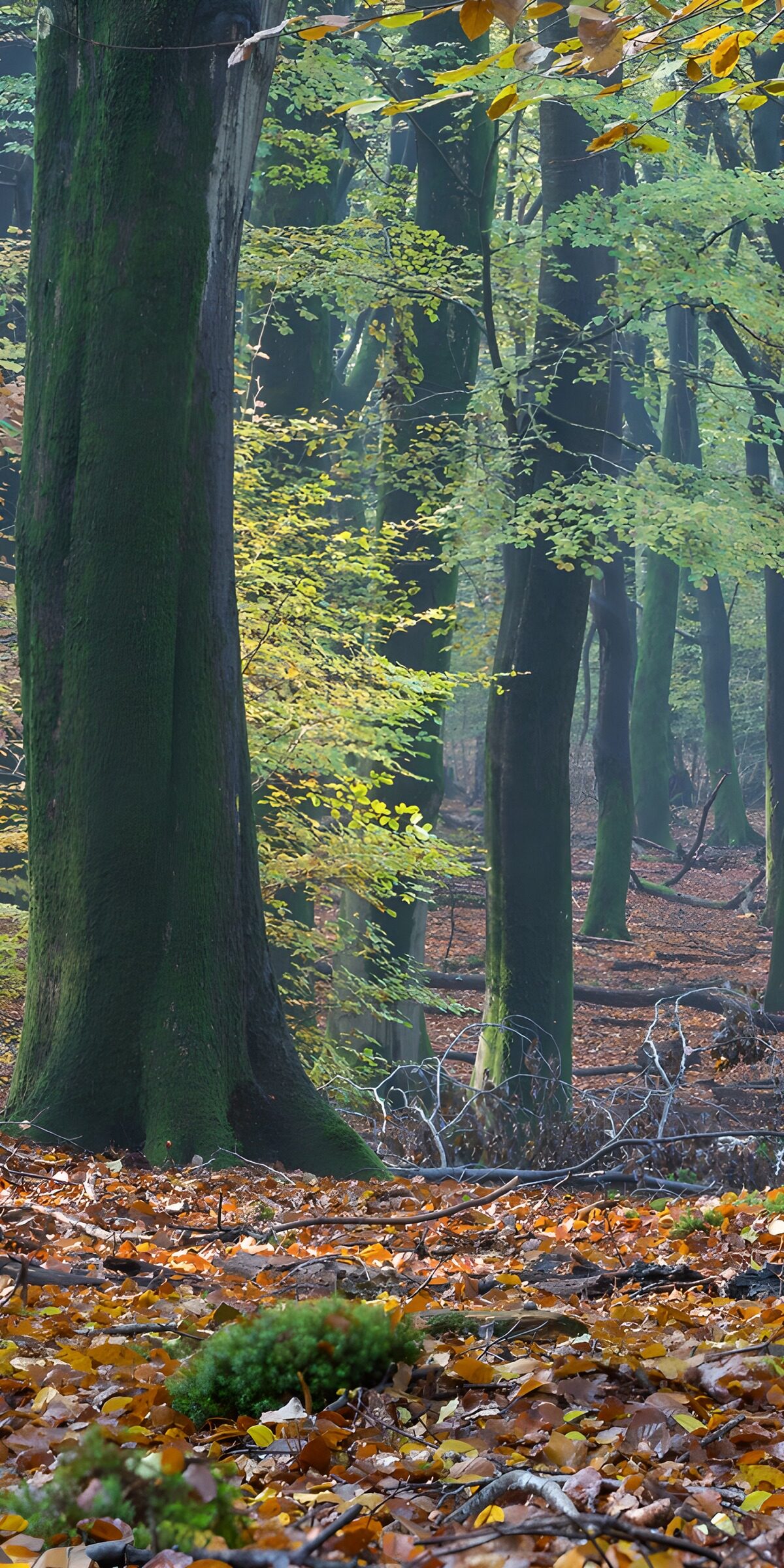 TPFR86187: Forêt paisible en automne