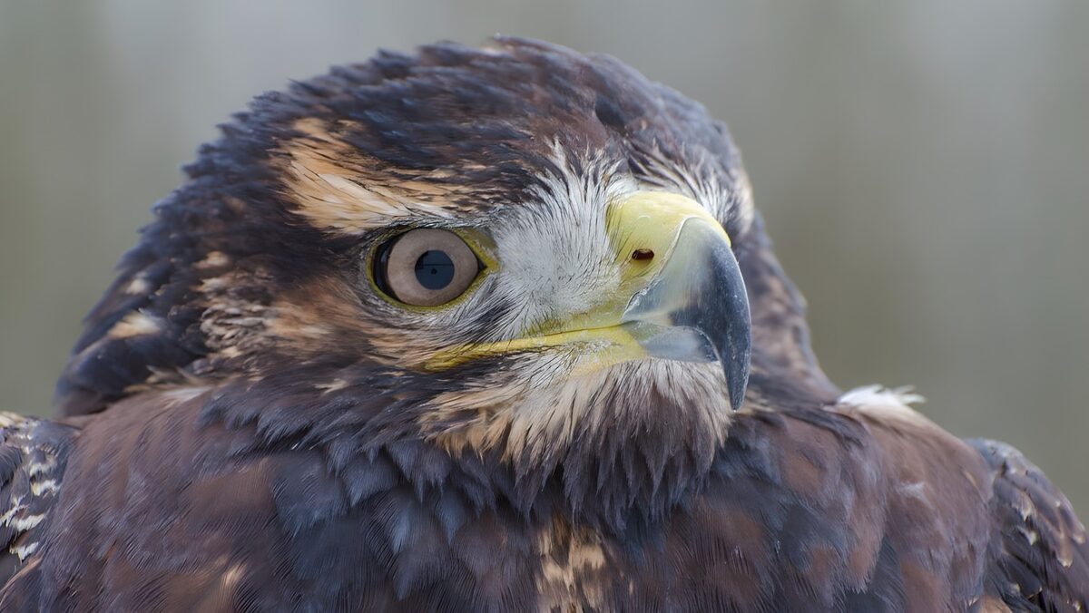 TPFR73869: Oiseau majestueux en gros plan
