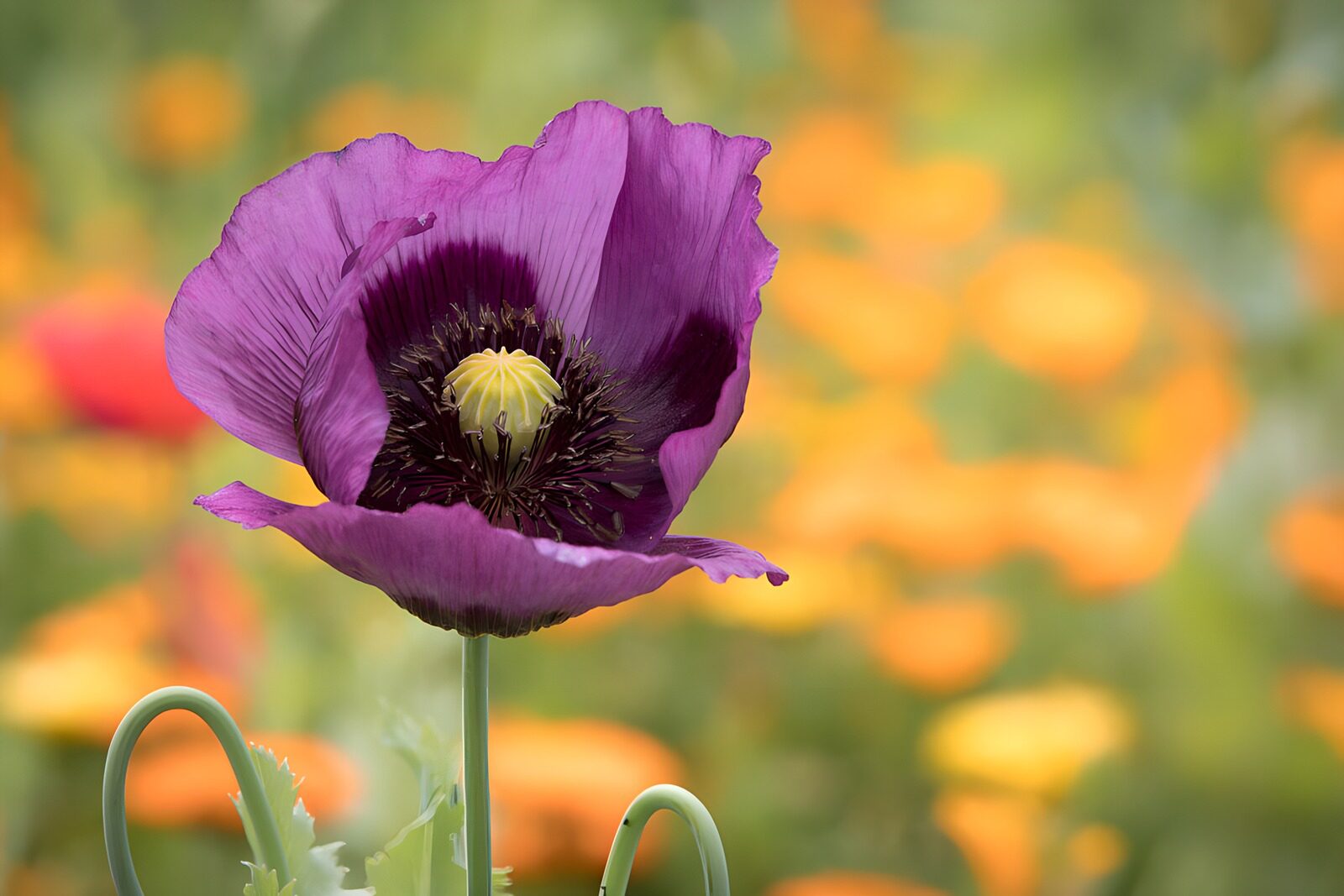 TPFR91658: Fleur de pavot violet en pleine floraison