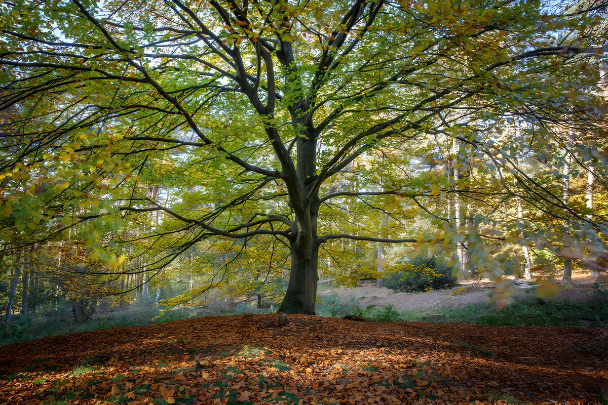 Arbre majestueux en automne