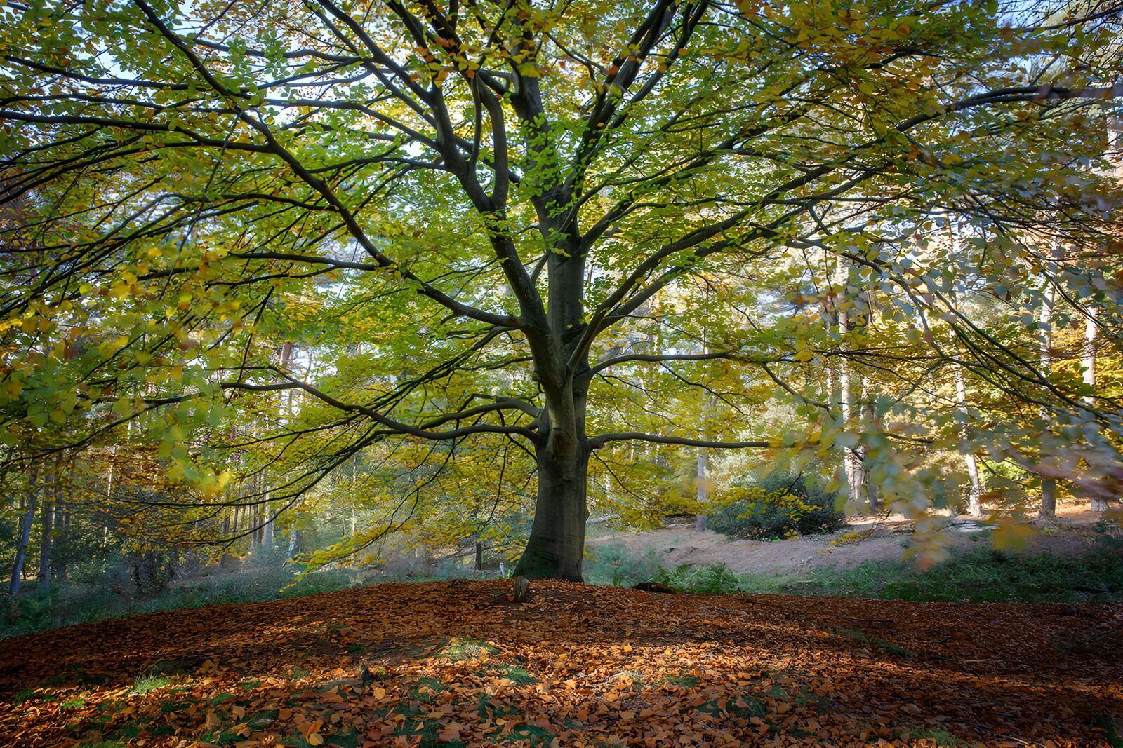 TPFR53370: Arbre majestueux en automne