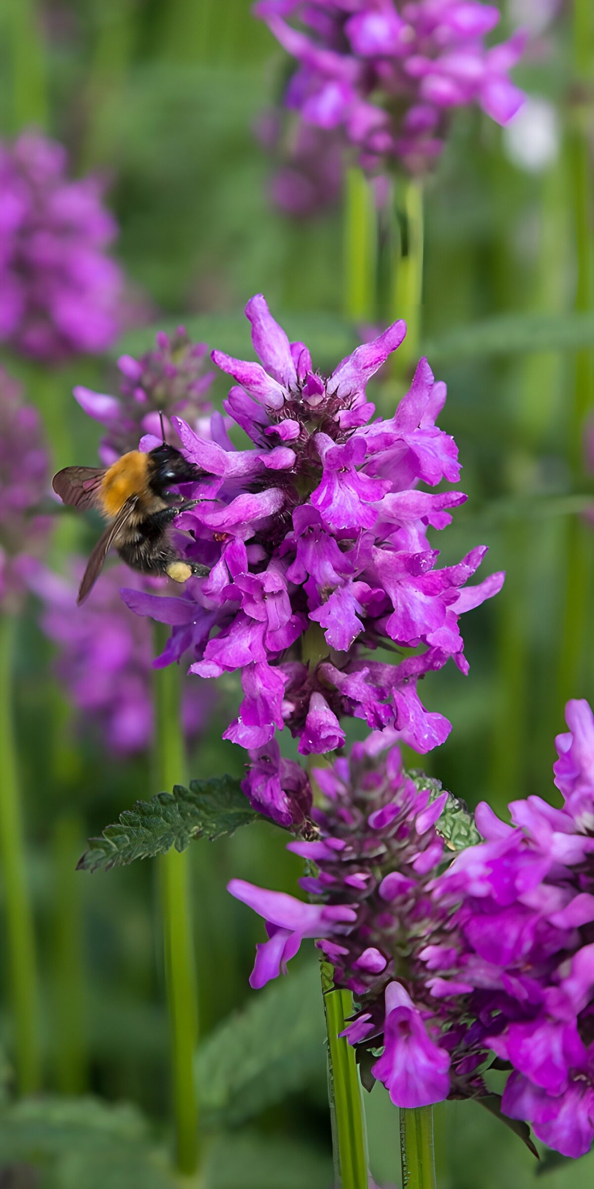 TPFR11021: Abeille sur fleurs violettes