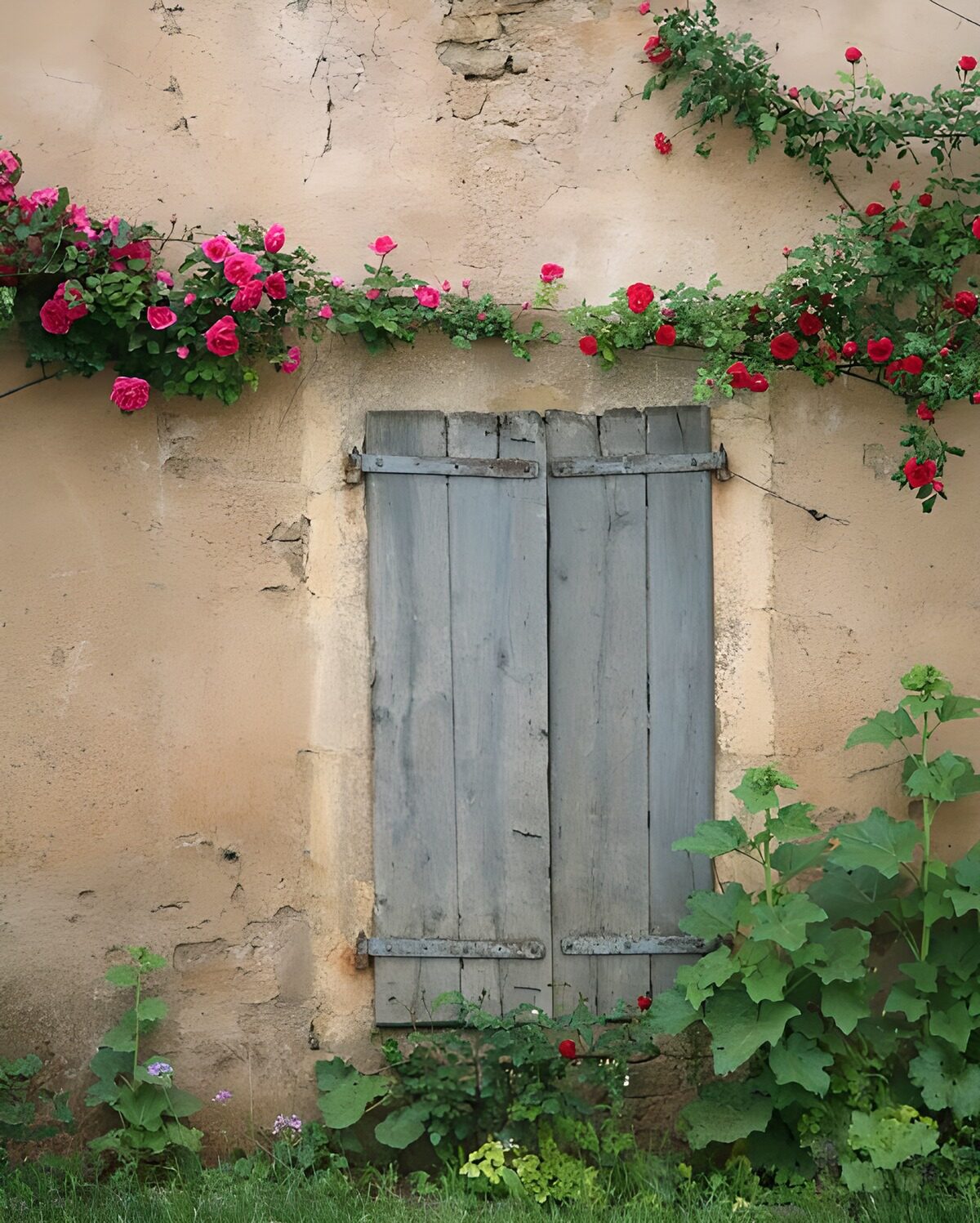 Fenêtre fermée surmontée d'une guirlande de roses