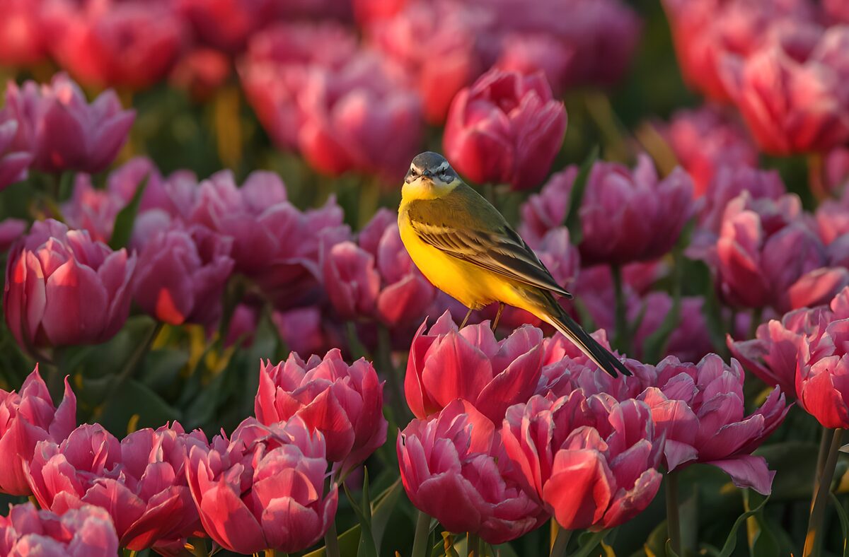 TPFR53454: Oiseau coloré parmi les tulipes roses