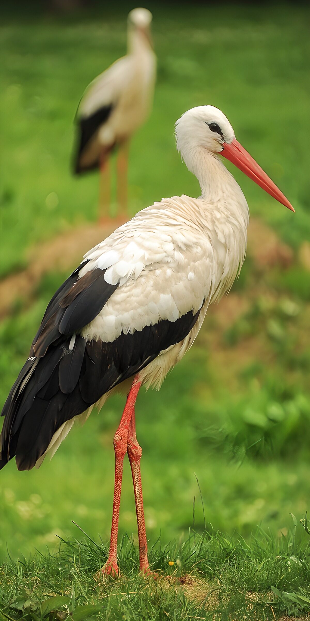 TPFR76995: : Cigogne élégante dans la nature
