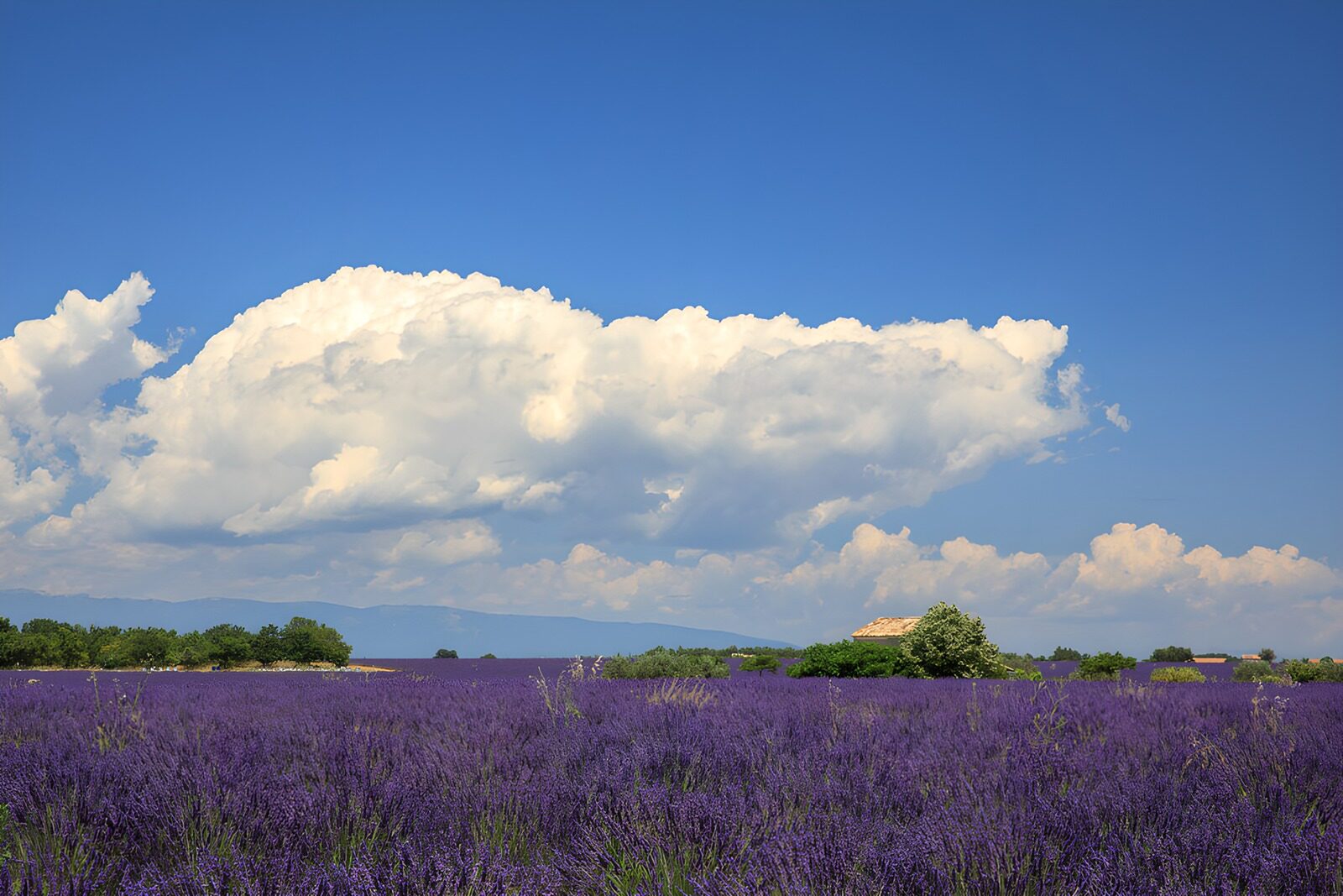 TPFR95067: Champs de Lavande sous un Ciel Bleu