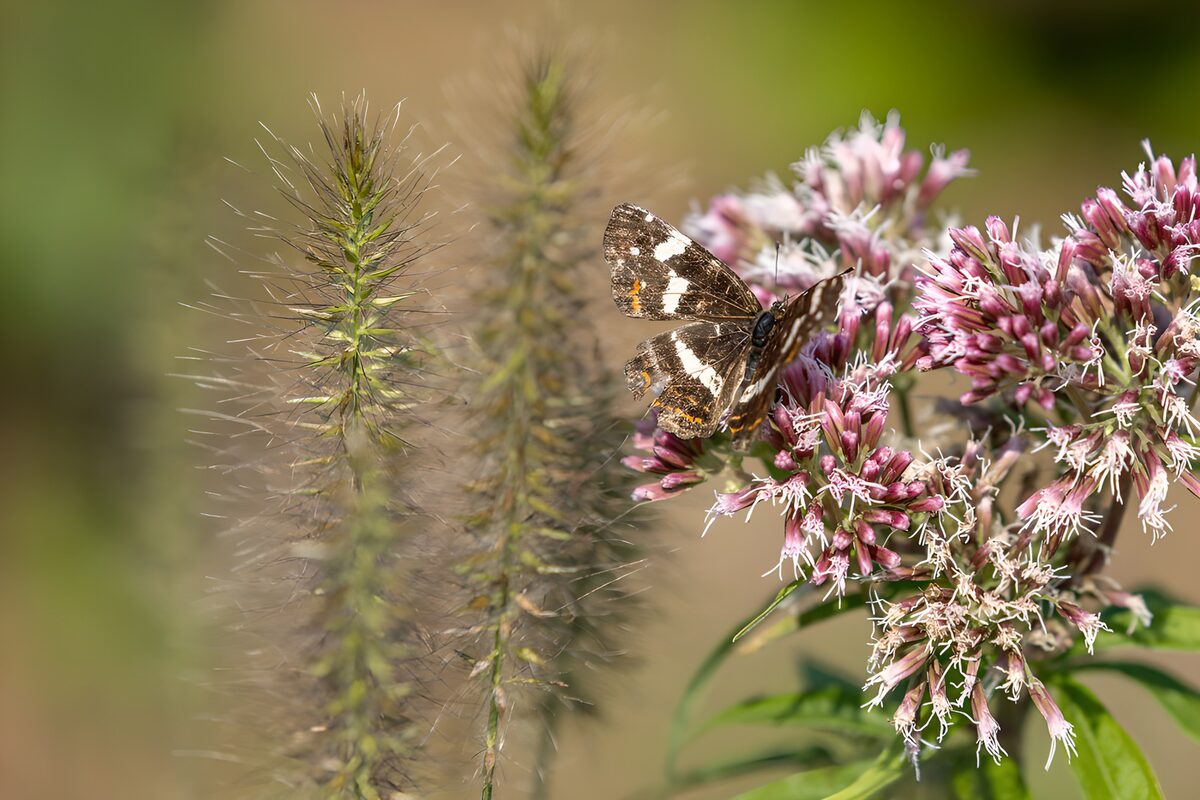 TPFR45882: Papillon sur une fleur colorée