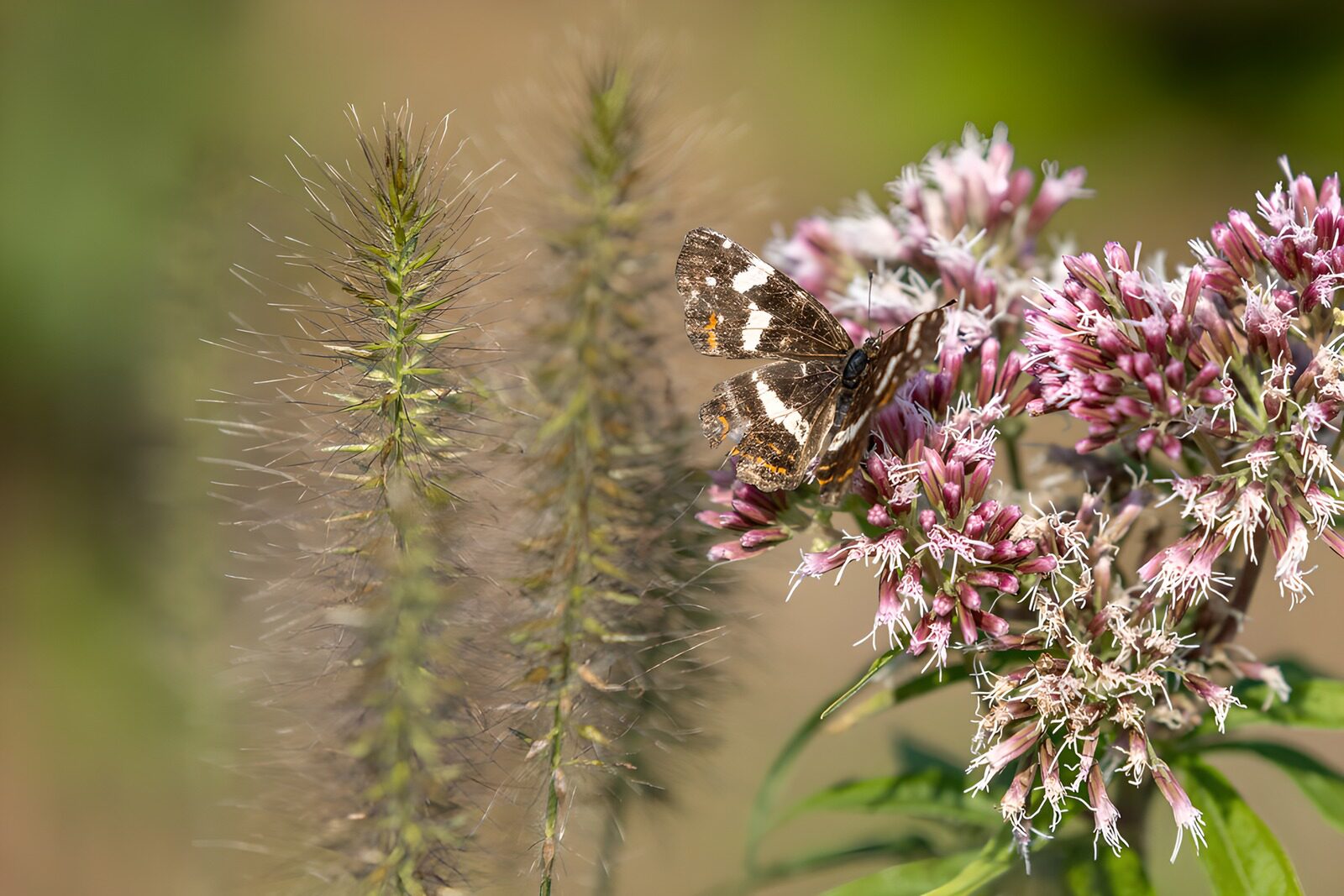TPFR45882: Papillon sur une fleur colorée