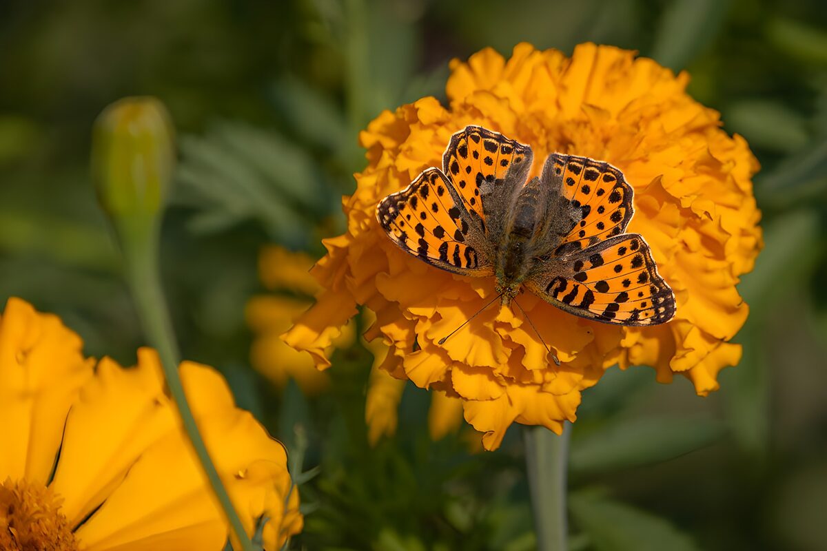 TPFR36415: Papillon sur fleur orange