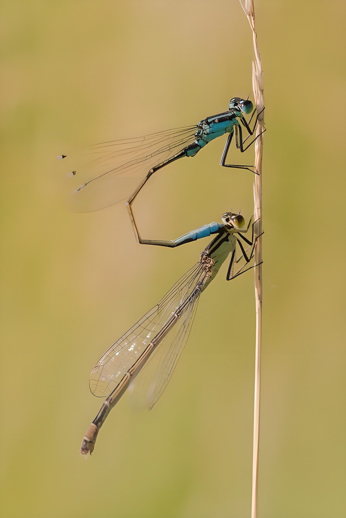 TPFR38434: Deux libellules en harmonie