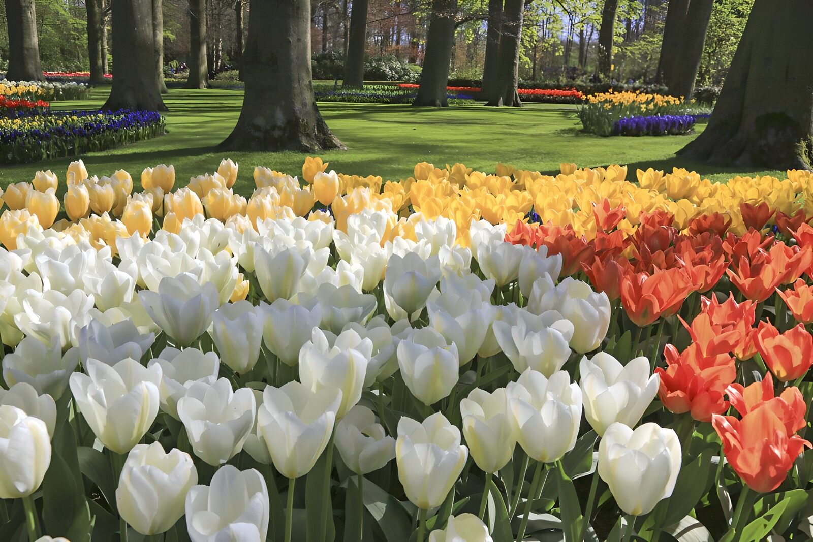 TPFR50827: Champs de tulipes colorées au printemps