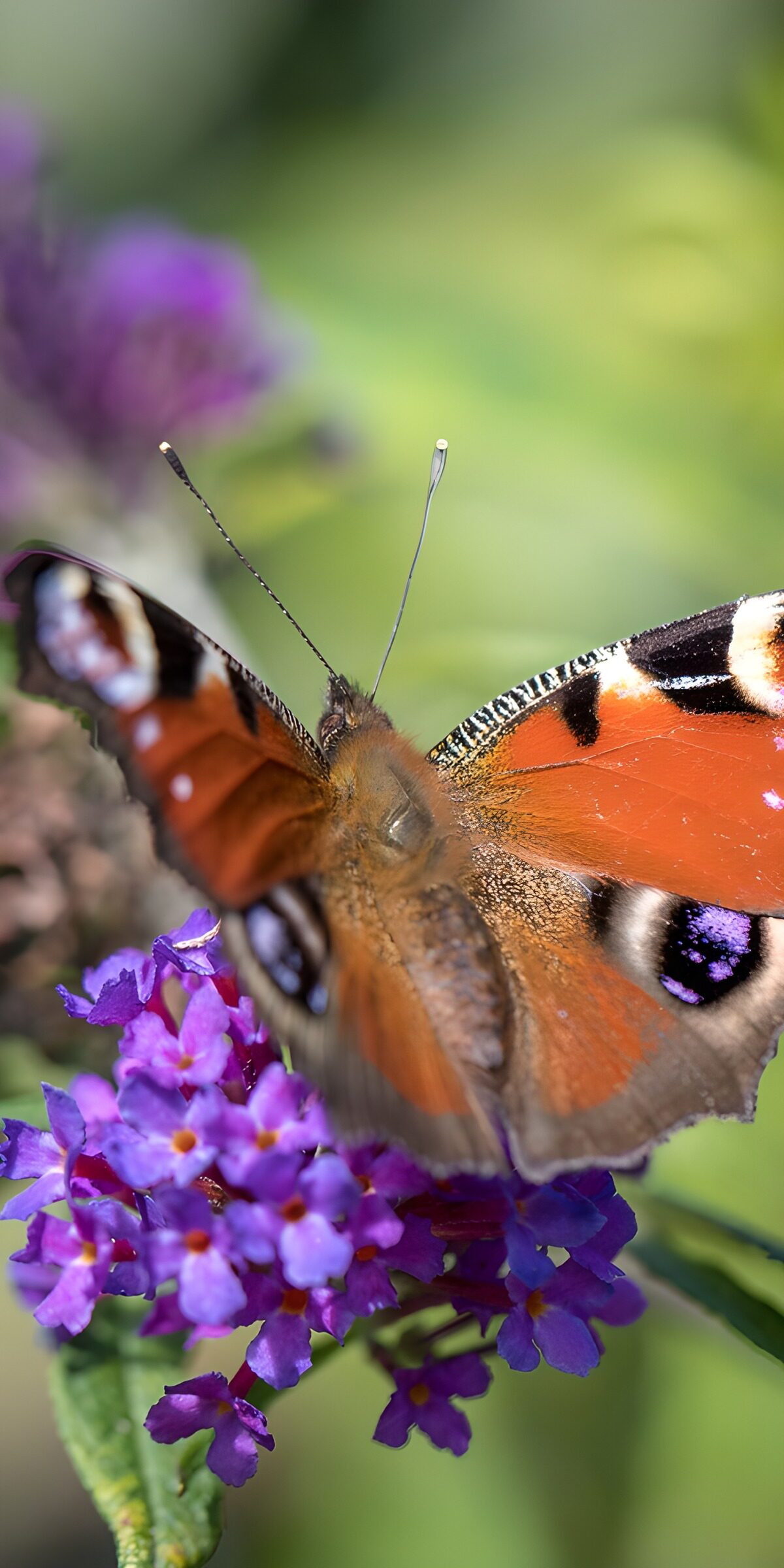 TPFR60342: Papillon sur une fleur colorée