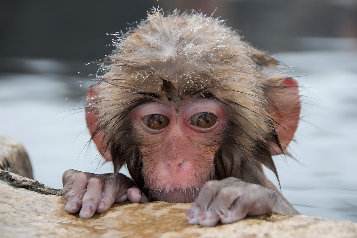 Petit singe pensif au bord de l'eau