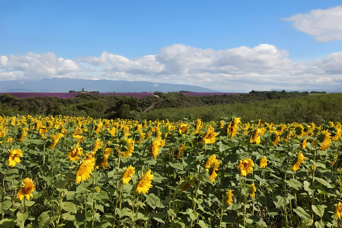 Champs de tournesols en Provence