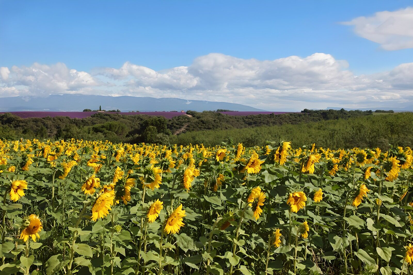 TPFR45327: Champs de tournesols en Provence