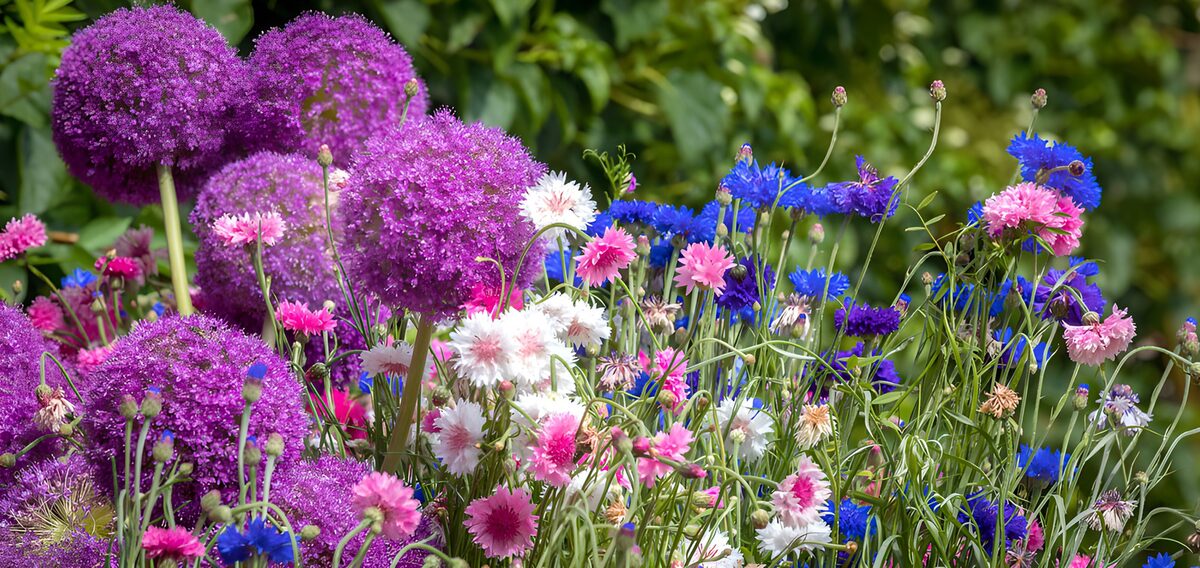 TPFR97094: Jardins floraux colorés en été