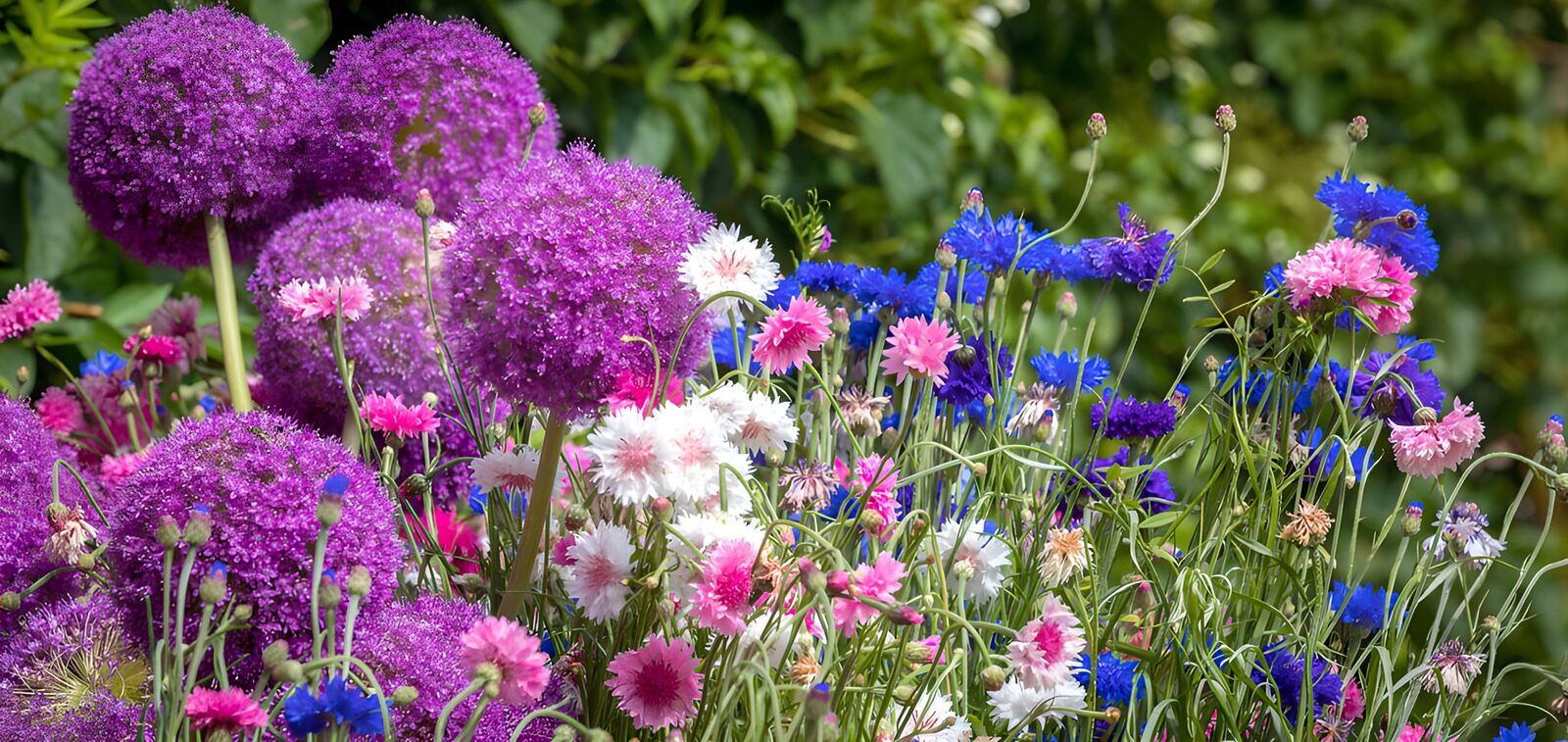TPFR97094: Jardins floraux colorés en été