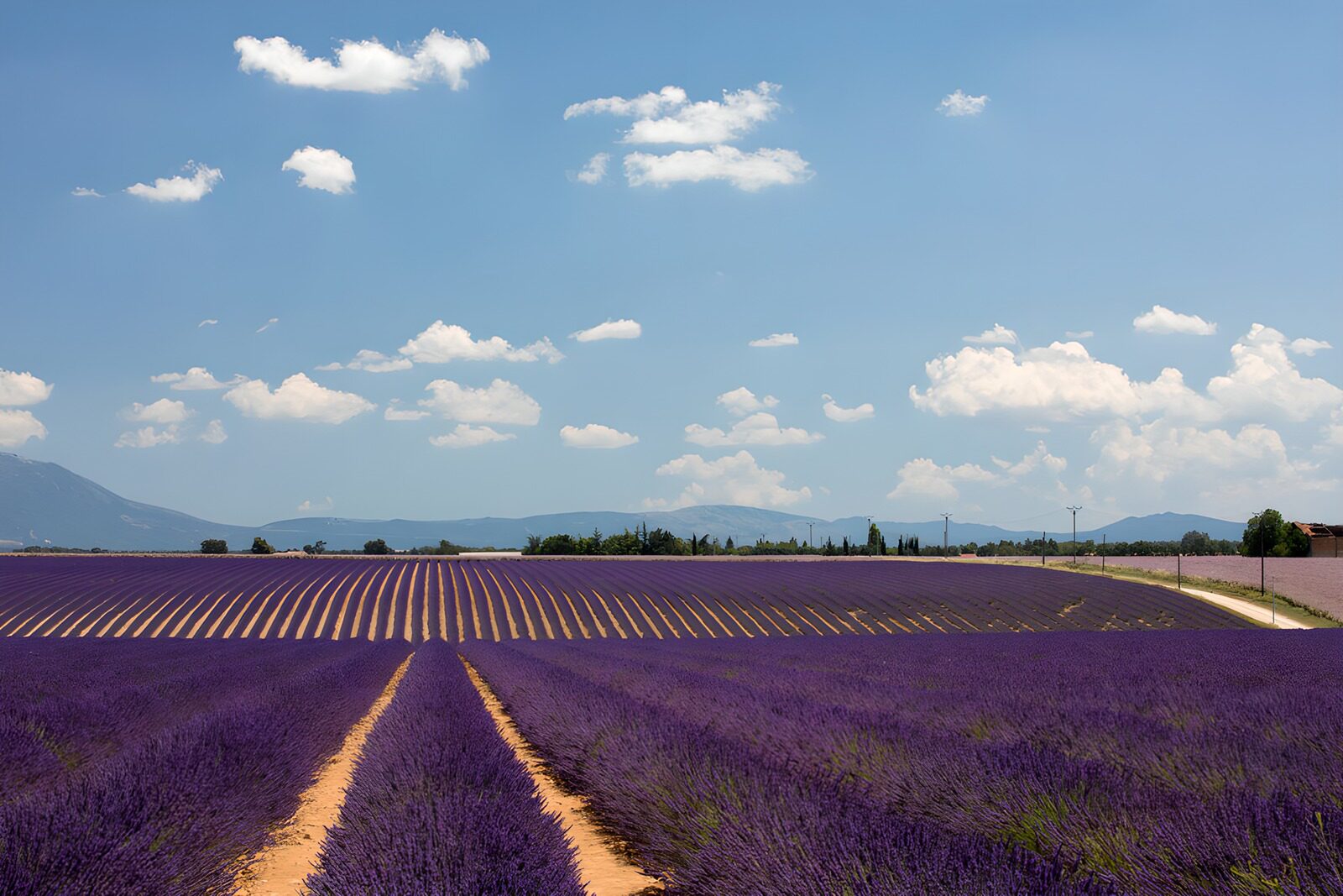 TPFR48007: Champ de lavande en Provence