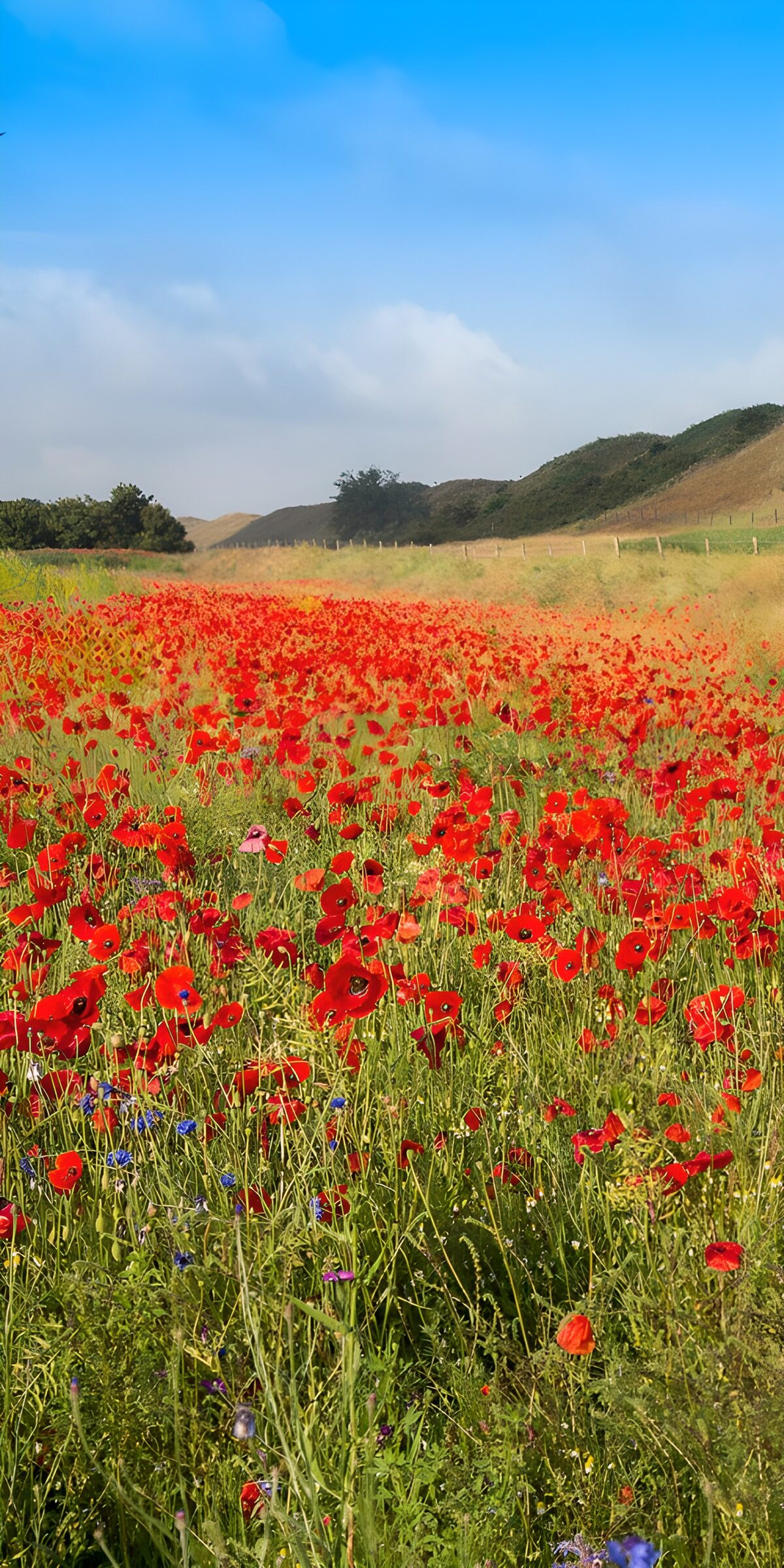 TPFR32585: Champ de coquelicots éclatants