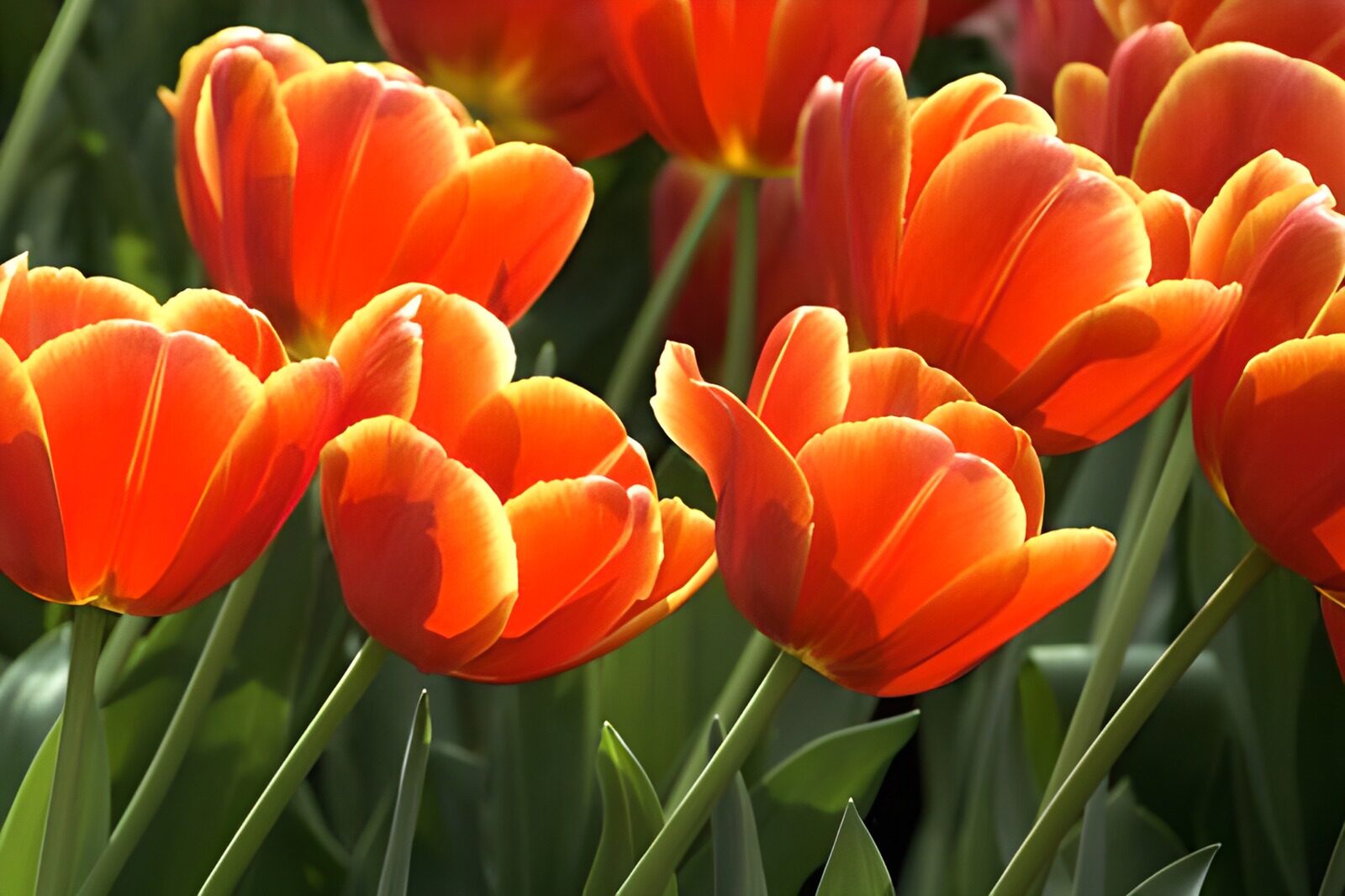TPFR98530: Photo de fleurs 64