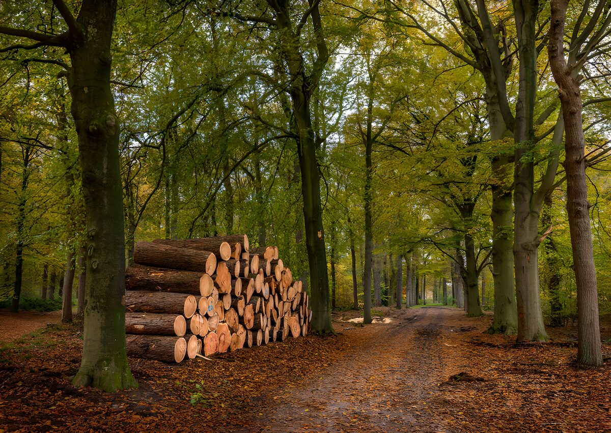 TPFR50469: Empilement de rondins en forêt d'automne