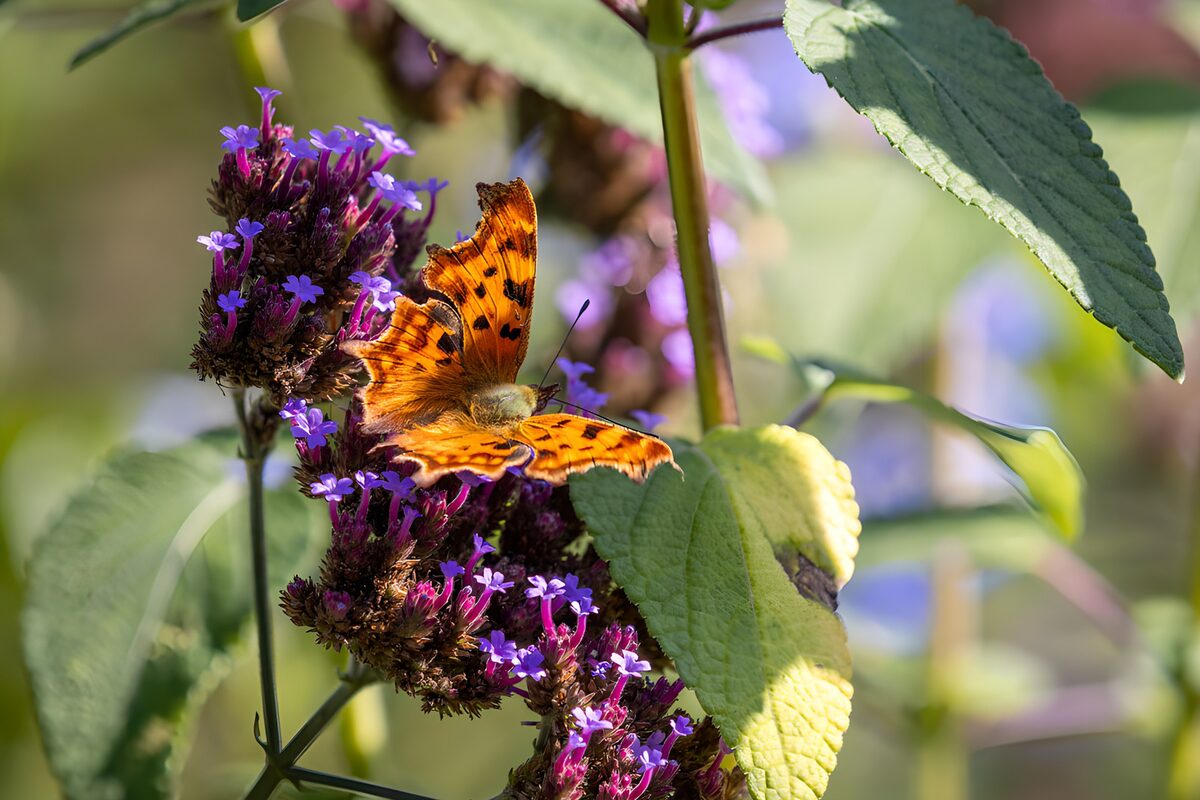 Papillon sur des fleurs violettes