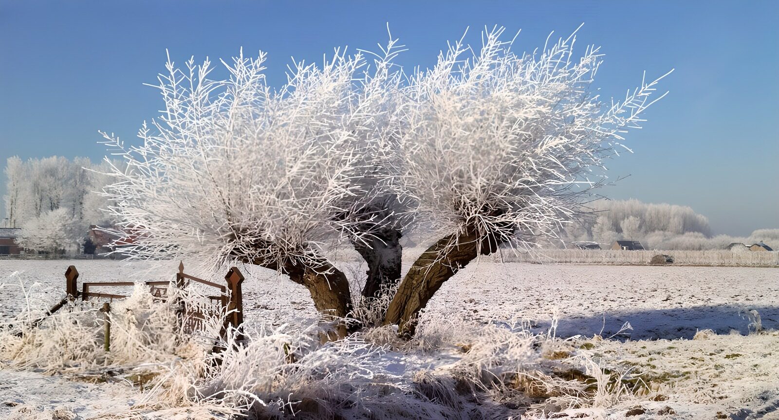 TPFR36381: Arbre dans la neige hivernale