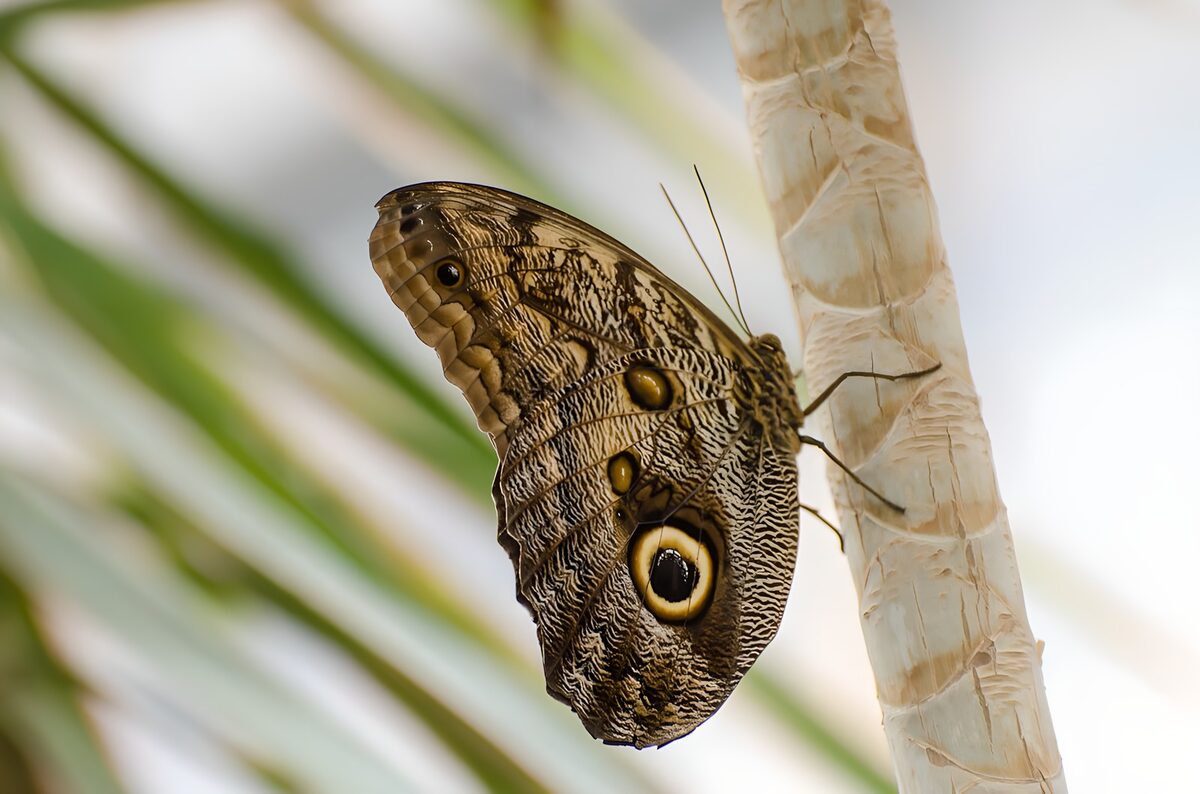 Papillon aux ailes fascinantes