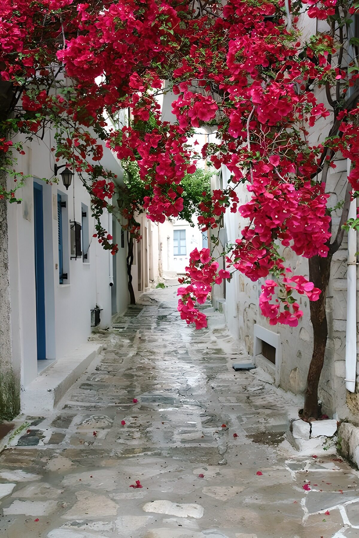 TPFR26703: Rue fleurie avec bougainvilliers