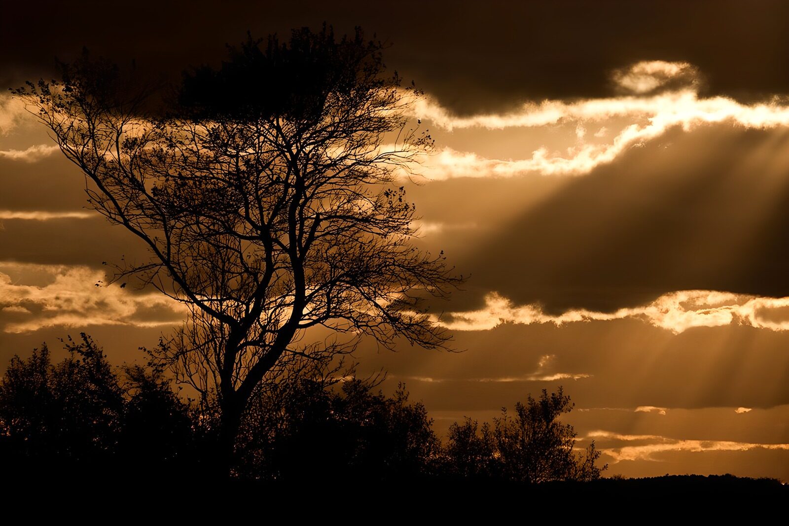TPFR68146: Silhouettes d'arbres au coucher de soleil