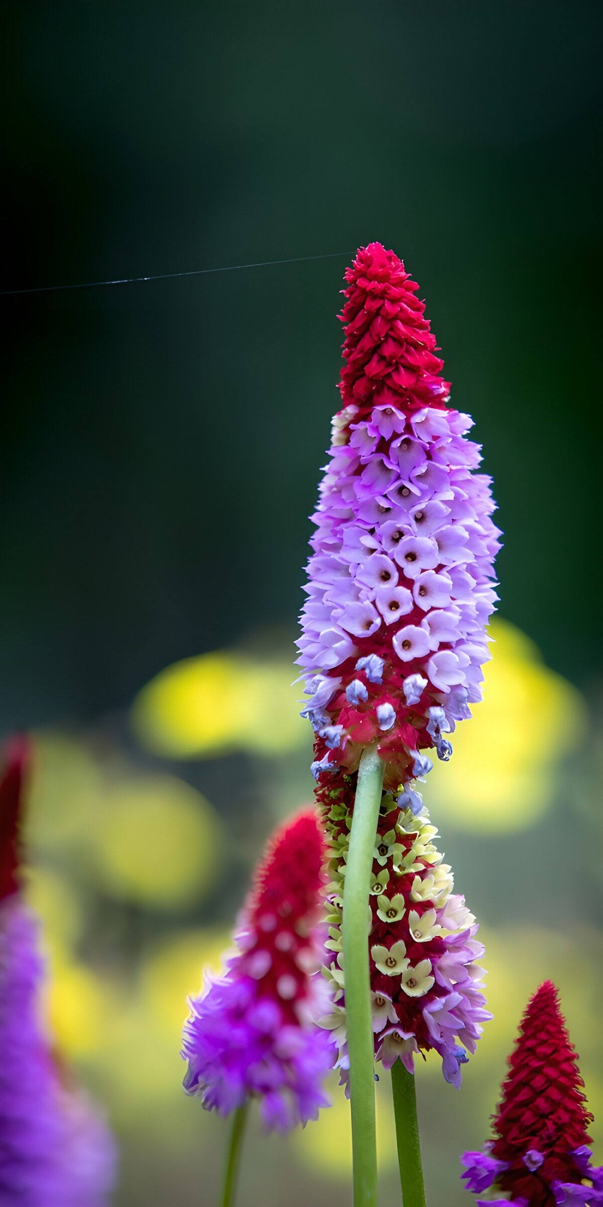 TPFR87873: Fleurs colorées en éclosion