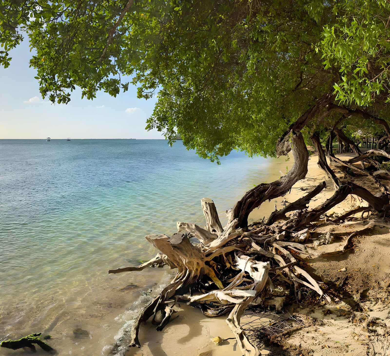 TPFR80552: Rivage paisible sous les arbres verdoyants