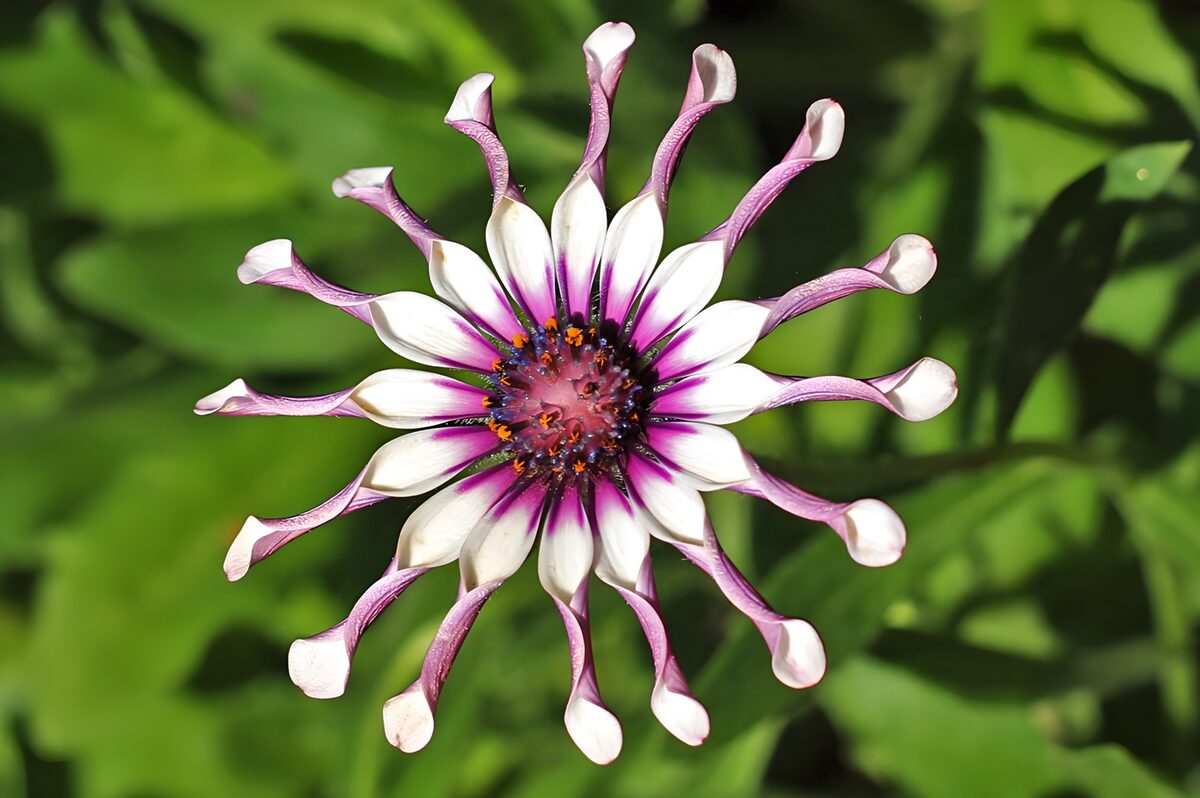 Fleur en éventail aux pétales délicats