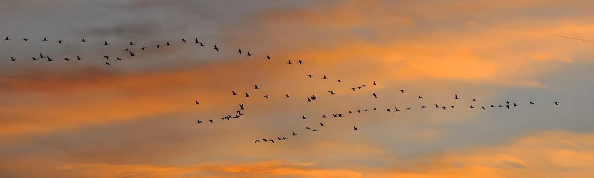 TPFR93446: Migration d'oiseaux au coucher de soleil