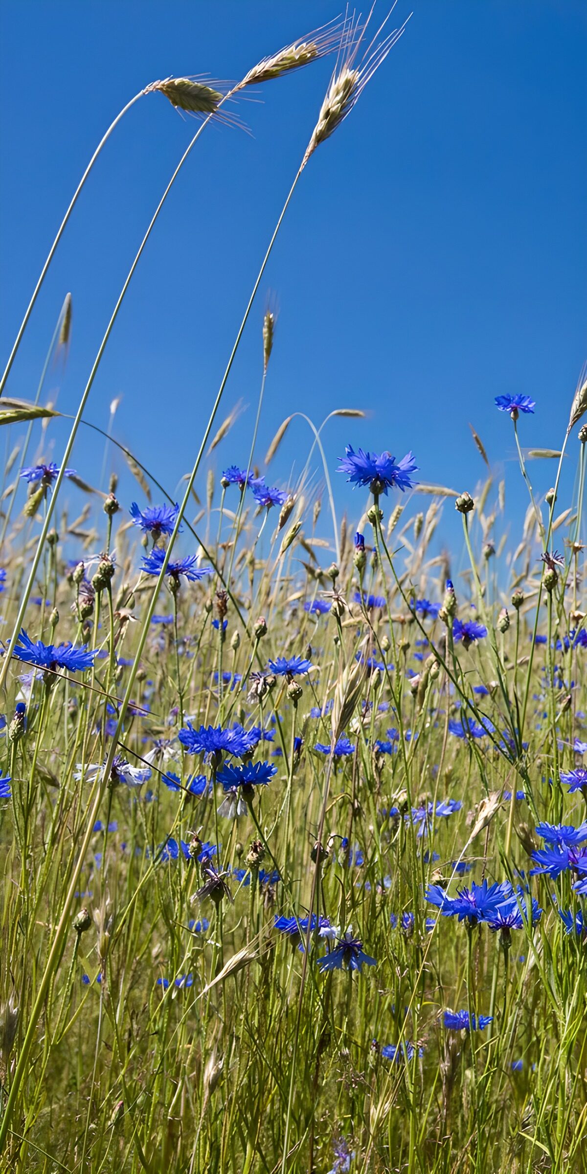 TPFR14333: Champ de fleurs bleues sous le ciel