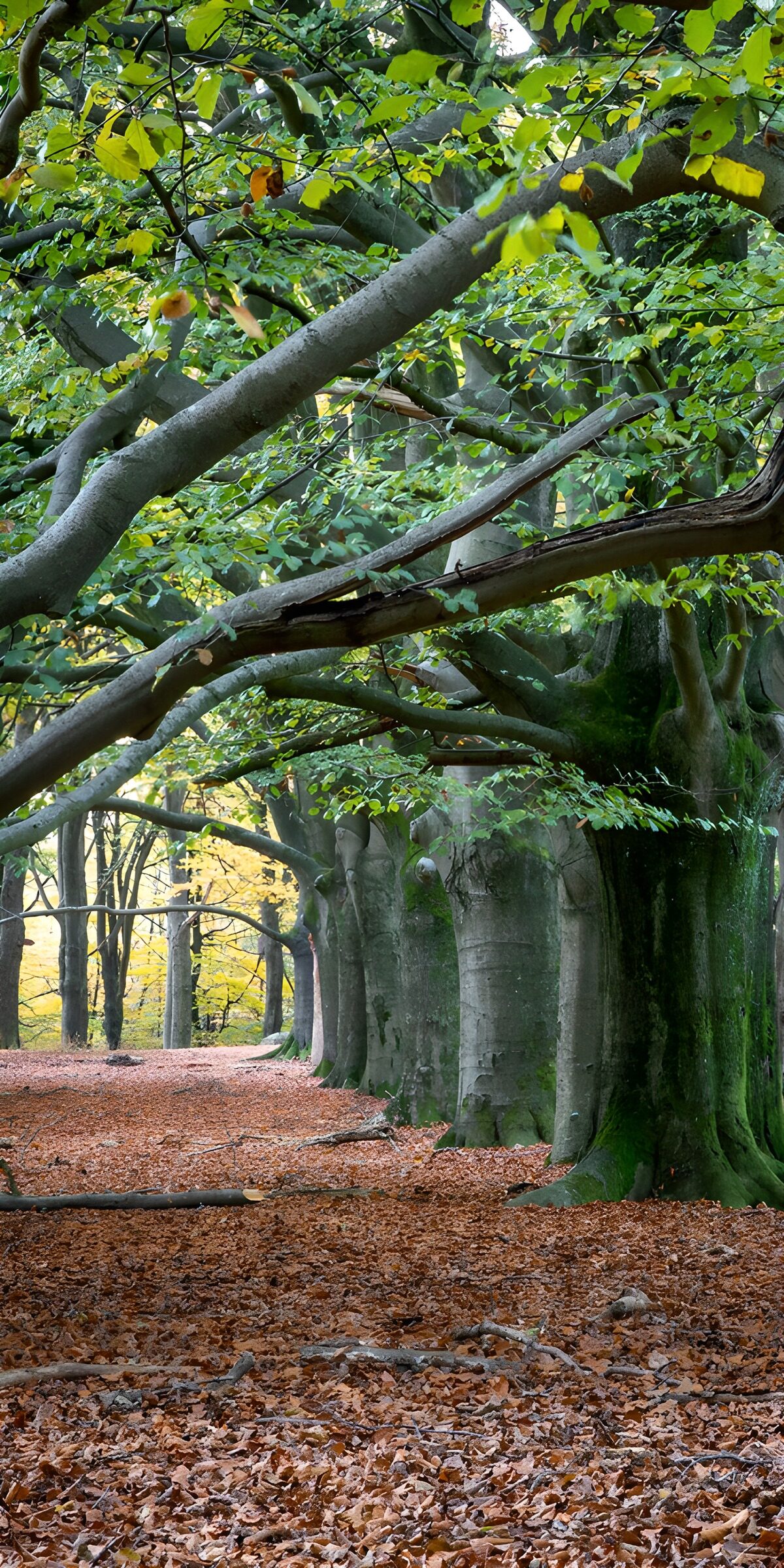TPFR17799: Chemin de feuilles sous les arbres