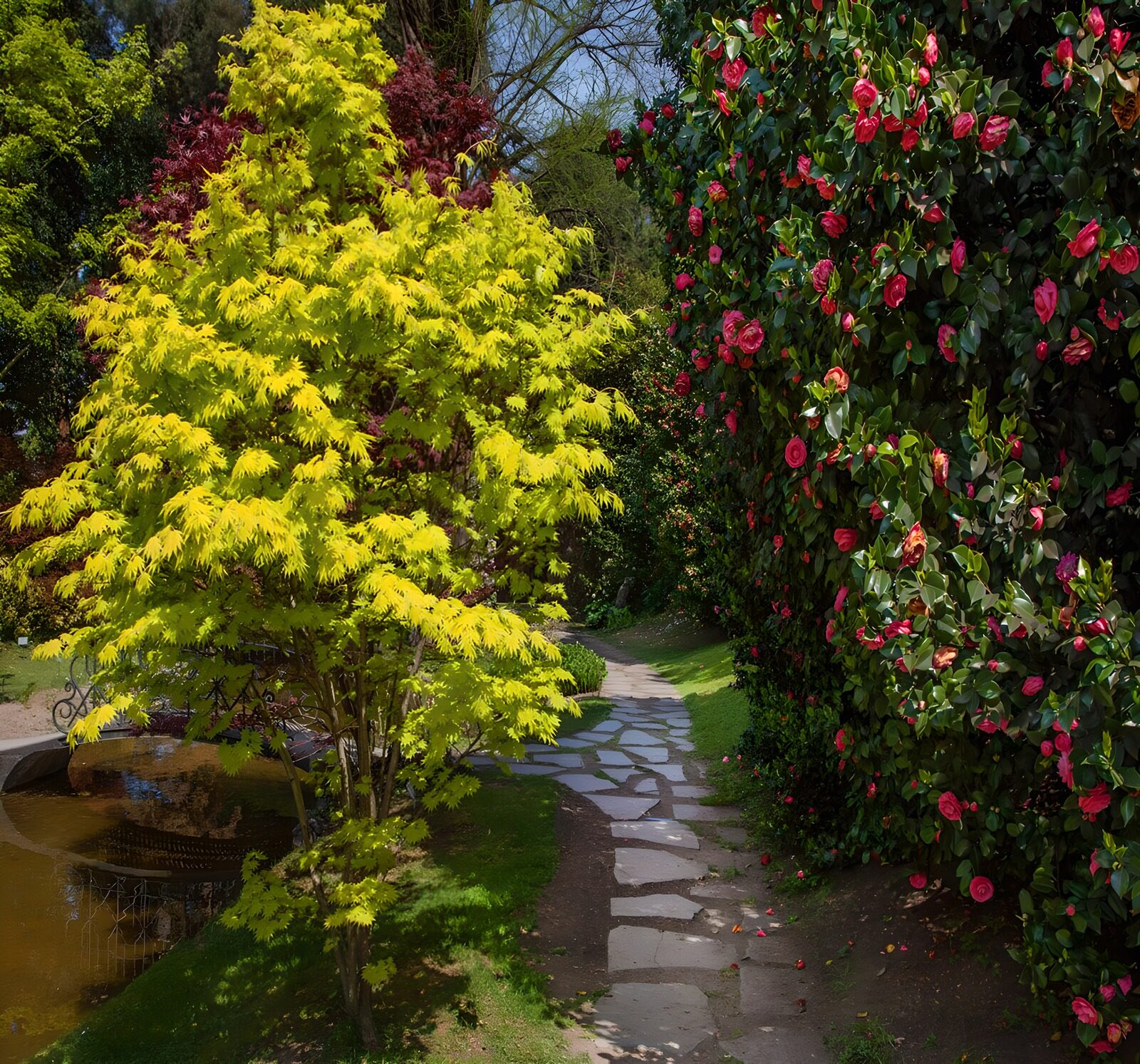 TPFR43524: Jardin enchanteur avec des couleurs vives