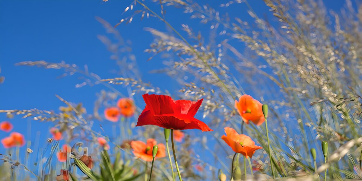 Champs de coquelicots sous le ciel bleu