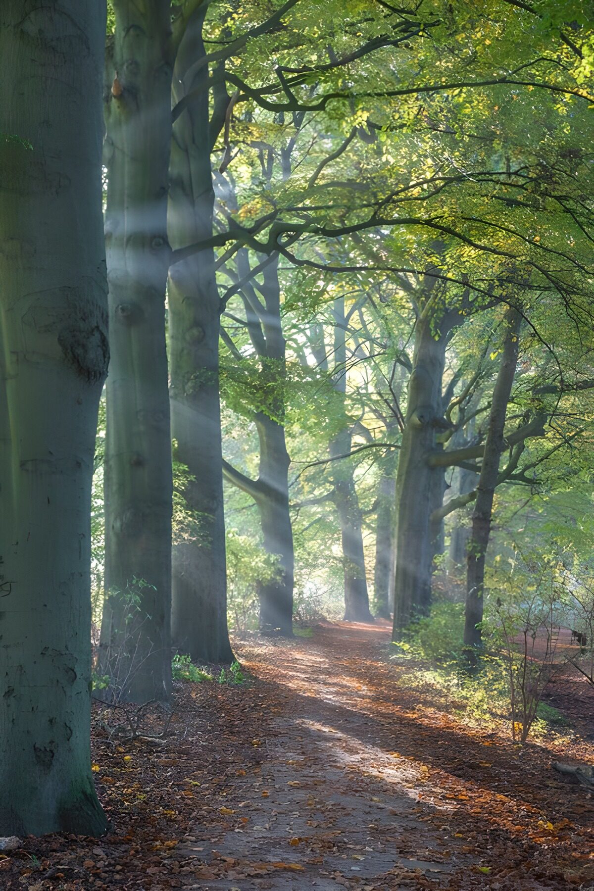 TPFR46119: Forêt mystique au lever du soleil
