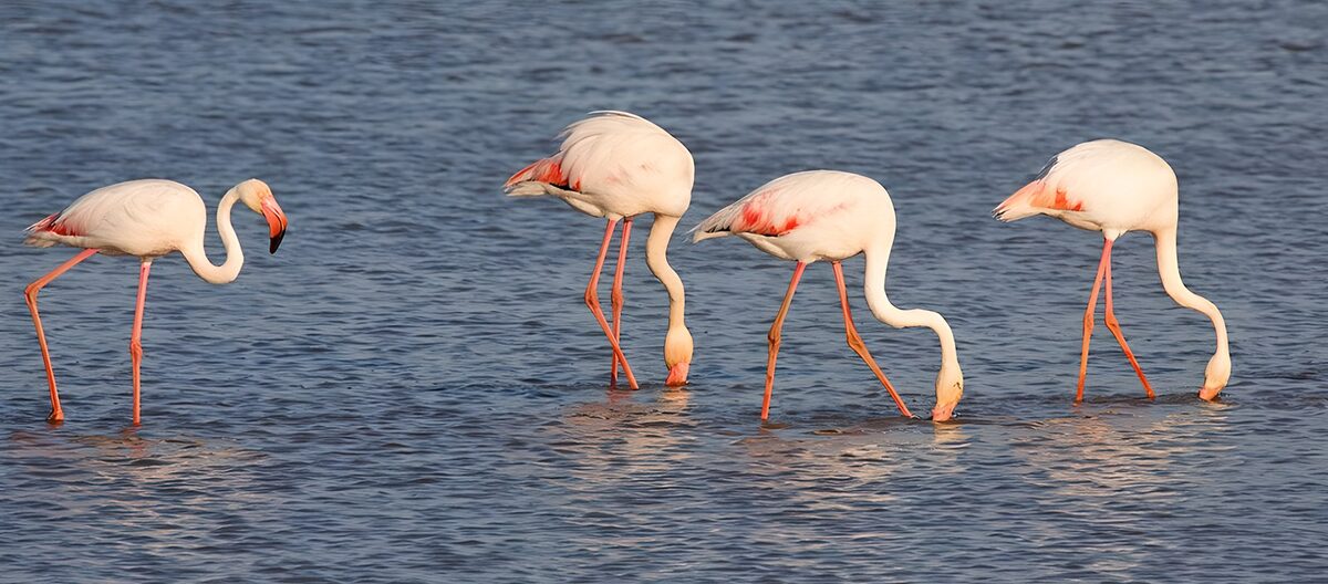 TPFR77512: Un groupe de flamants roses