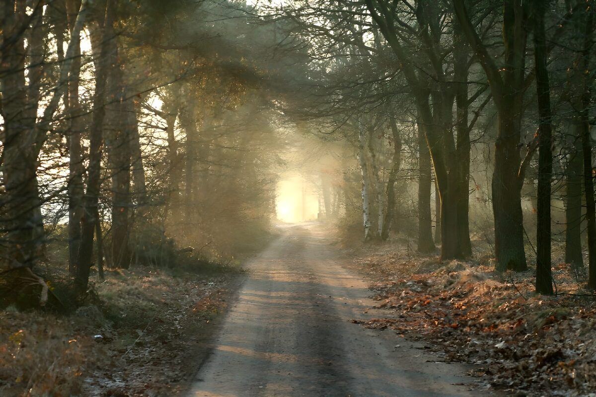 Bois et parcs 54