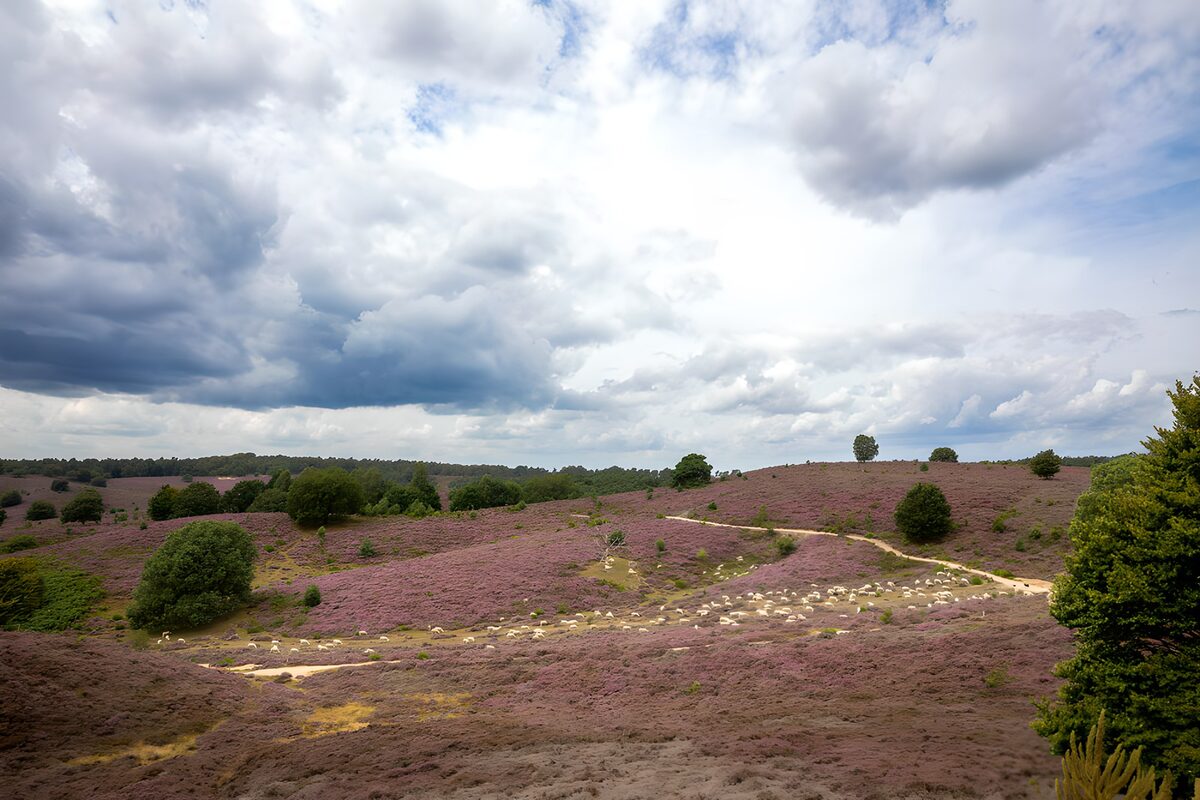 Paysage de bruyère en été
