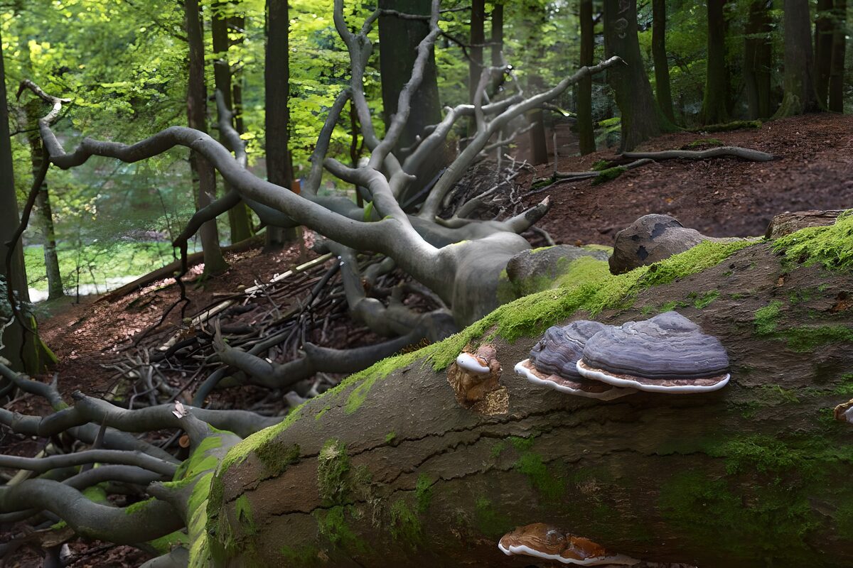 TPFR57223: Champignons et bois majestueux