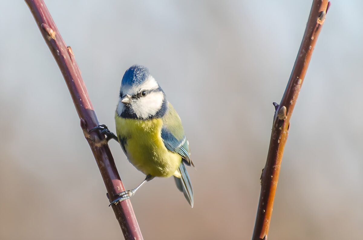 TPFR99039: Mésange bleue sur une branche