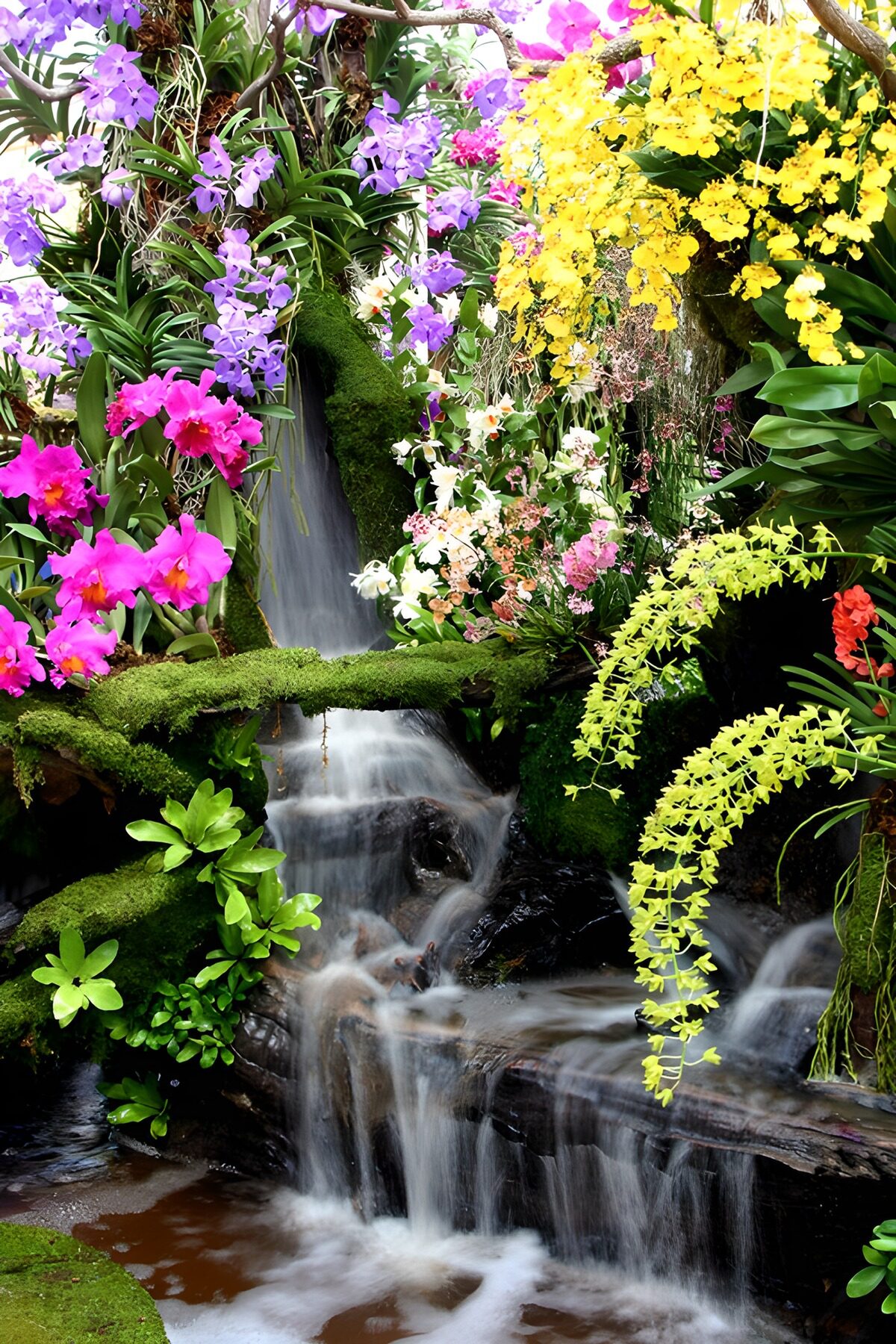 TPFR91687: Cascade florale éclatante